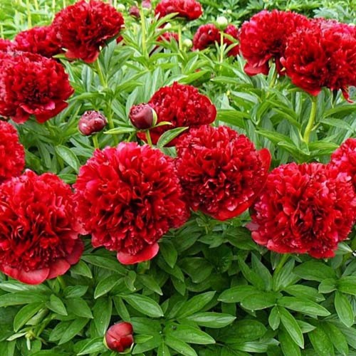 Paeonia 'Eliza Lundy' - Pojeng 'Eliza Lundy'